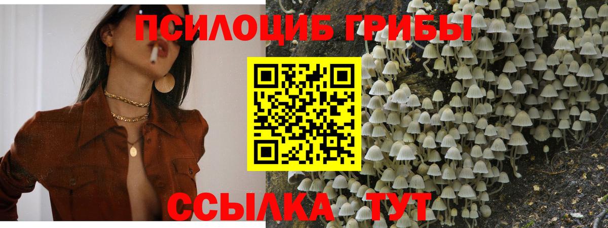 Елизово  Галлюциногенные грибы Psilocybine cubensis  Вход с VPN 
