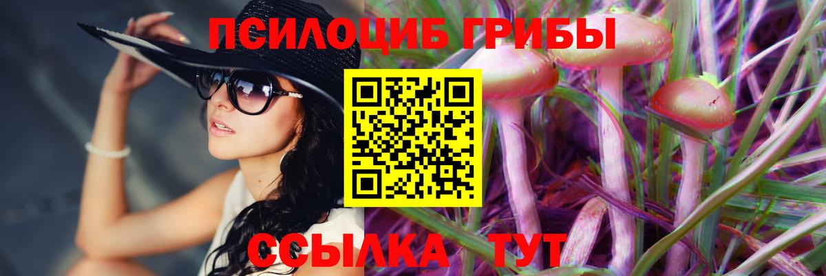 Галлюциногенные грибы Psilocybe Елизово